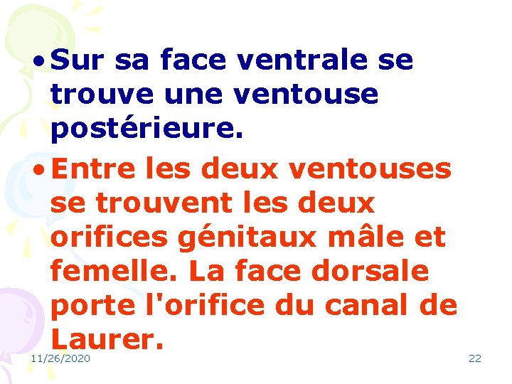  • Sur sa face ventrale se trouve une ventouse postérieure. • Entre les