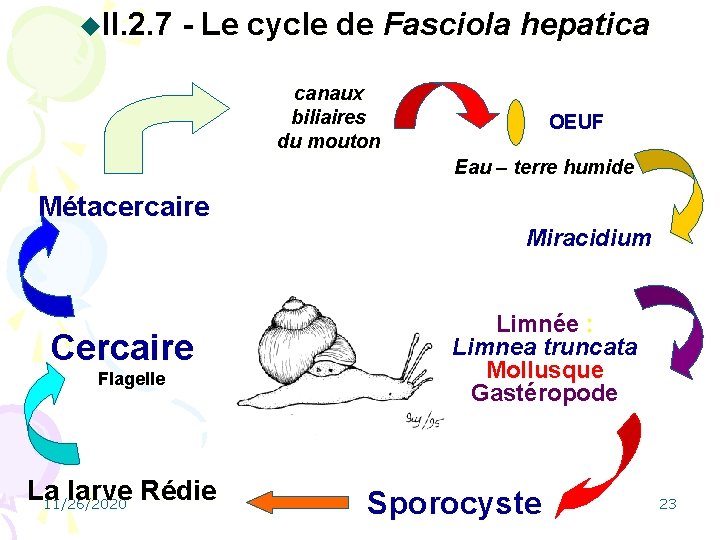 u. II. 2. 7 - Le cycle de Fasciola hepatica canaux biliaires du mouton