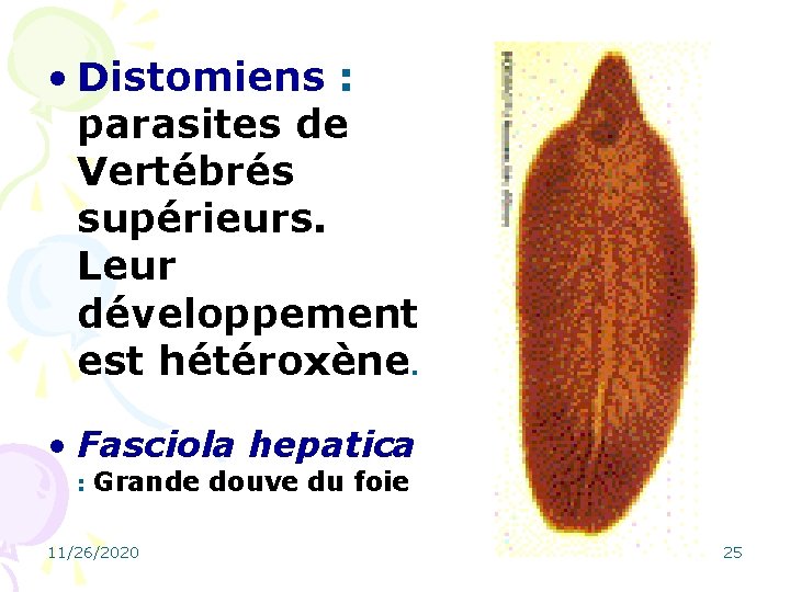 • Distomiens : parasites de Vertébrés supérieurs. Leur développement est hétéroxène. • Fasciola