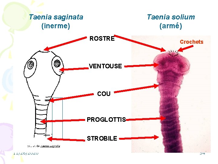 Taenia saginata (inerme) Taenia solium (armé) ROSTRE Crochets VENTOUSE COU PROGLOTTIS STROBILE 11/26/2020 34