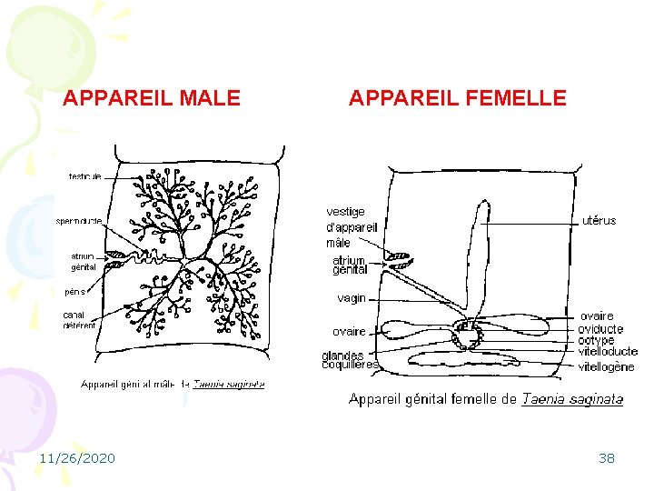 APPAREIL MALE 11/26/2020 APPAREIL FEMELLE 38 