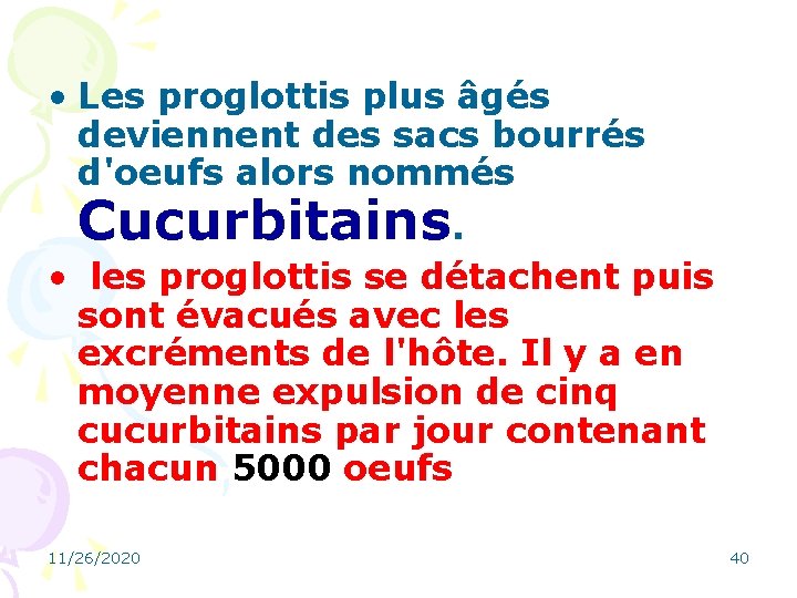  • Les proglottis plus âgés deviennent des sacs bourrés d'oeufs alors nommés Cucurbitains.