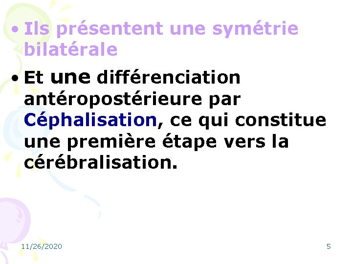 • Ils présentent une symétrie bilatérale • Et une différenciation antéropostérieure par Céphalisation,