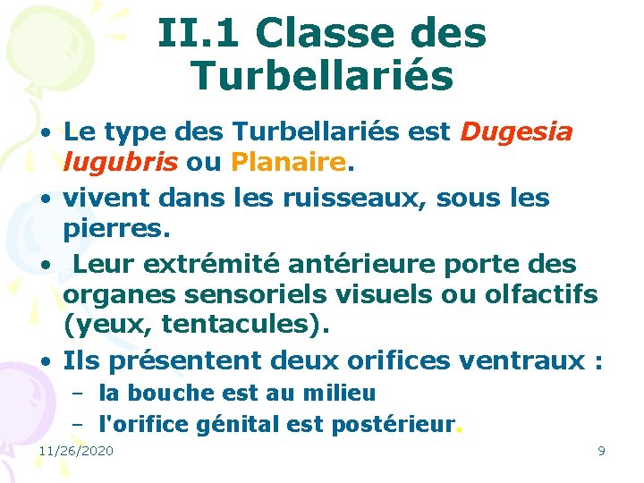 II. 1 Classe des Turbellariés • Le type des Turbellariés est Dugesia lugubris ou