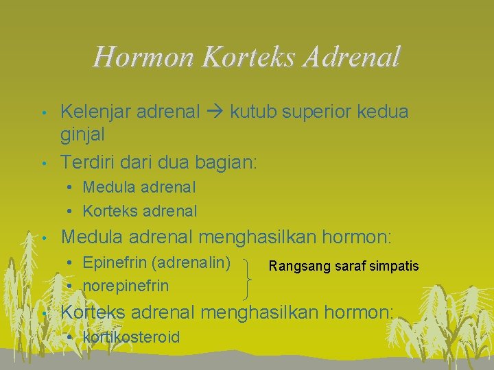 Hormon Korteks Adrenal • • Kelenjar adrenal kutub superior kedua ginjal Terdiri dari dua