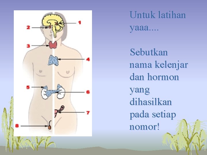 Untuk latihan yaaa. . Sebutkan nama kelenjar dan hormon yang dihasilkan pada setiap nomor!