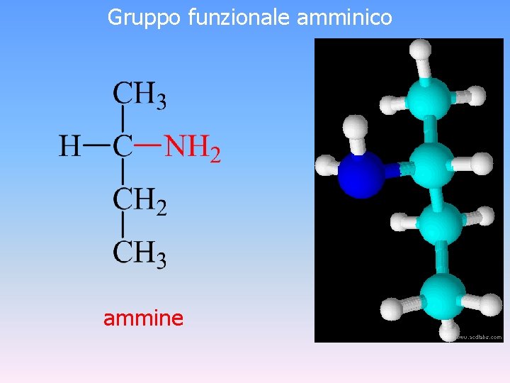 Gruppo funzionale amminico ammine 