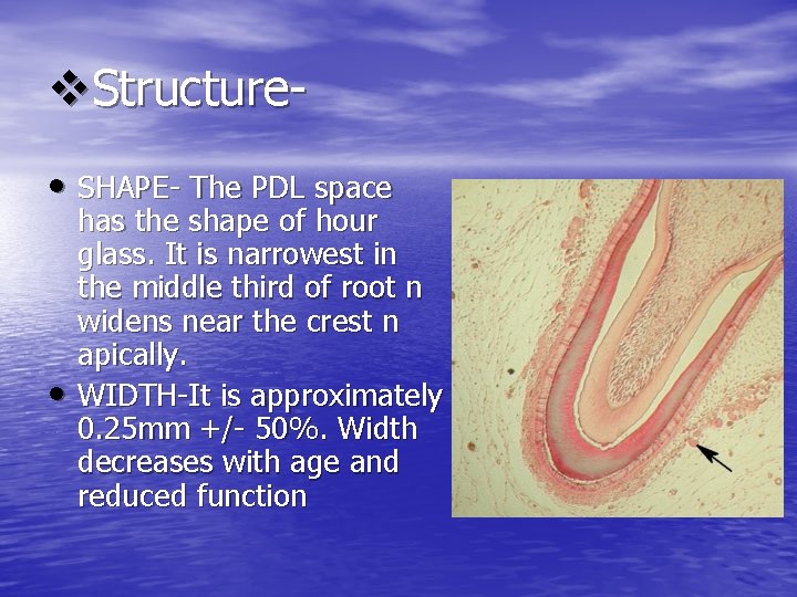 v. Structure • SHAPE- The PDL space • has the shape of hour glass. v. Structure • SHAPE- The PDL space • has the shape of hour glass.