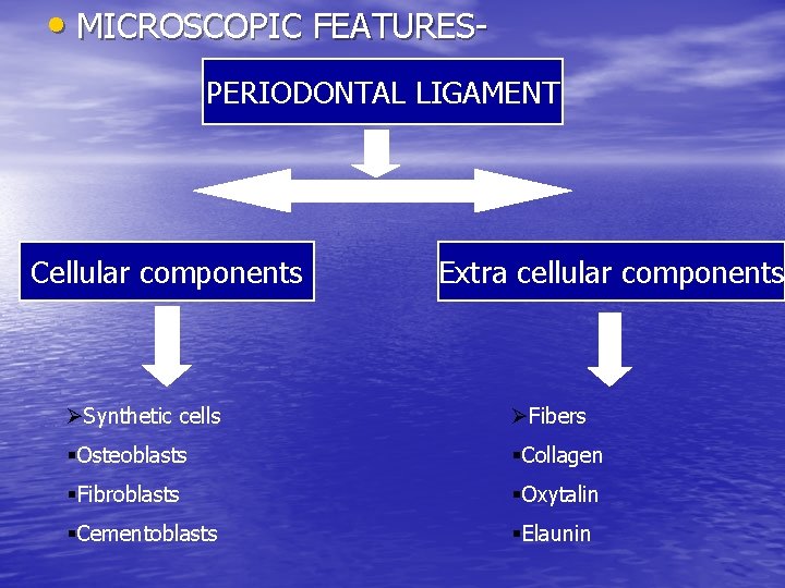  • MICROSCOPIC FEATURESPERIODONTAL LIGAMENT Cellular components Extra cellular components ØSynthetic cells ØFibers §Osteoblasts