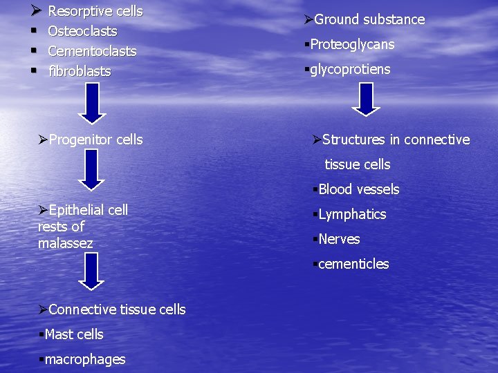 Ø Resorptive cells § Osteoclasts § Cementoclasts § fibroblasts ØProgenitor cells ØGround substance §Proteoglycans