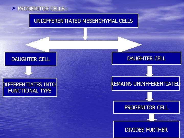 PROGENITOR CELLS-: UNDIFFERENTIATED MESENCHYMAL CELLS DAUGHTER CELL DIFFERENTIATES INTO FUNCTIONAL TYPE DAUGHTER CELL REMAINS