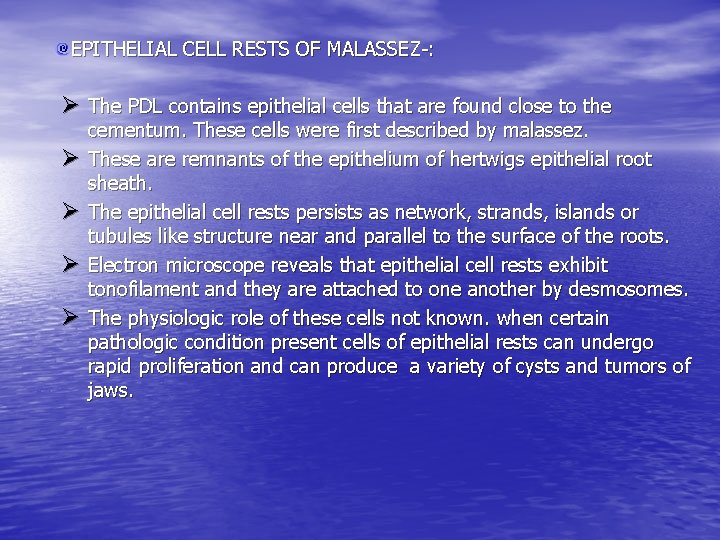 EPITHELIAL CELL RESTS OF MALASSEZ-: Ø The PDL contains epithelial cells that are found