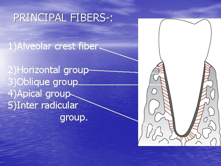 PRINCIPAL FIBERS-: 1)Alveolar crest fiber 2)Horizontal group 3)Oblique group 4)Apical group 5)Inter radicular group.