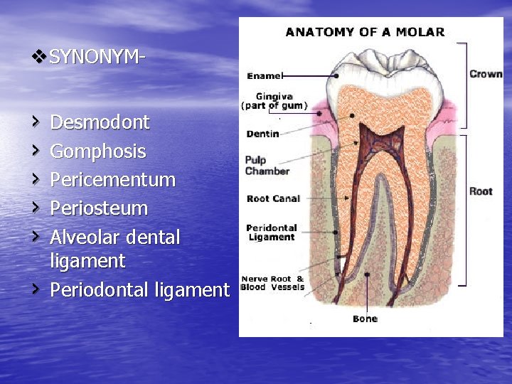 v. SYNONYM- › › › Desmodont Gomphosis Pericementum Periosteum Alveolar dental ligament Periodontal ligament