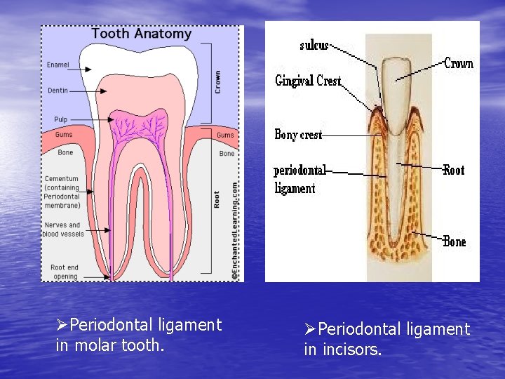 ØPeriodontal ligament in molar tooth. ØPeriodontal ligament in incisors. 