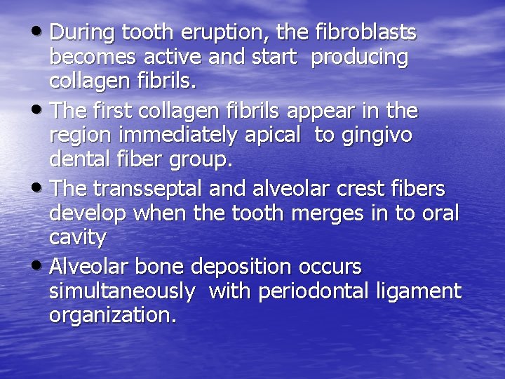  • During tooth eruption, the fibroblasts becomes active and start producing collagen fibrils.