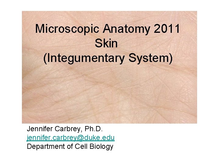 Microscopic Anatomy 2011 Skin (Integumentary System) Jennifer Carbrey, Ph. D. jennifer. carbrey@duke. edu Department