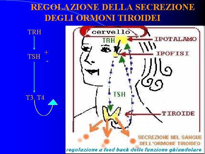 REGOLAZIONE DELLA SECREZIONE DEGLI ORMONI TIROIDEI TRH TSH + - T 3 T 4