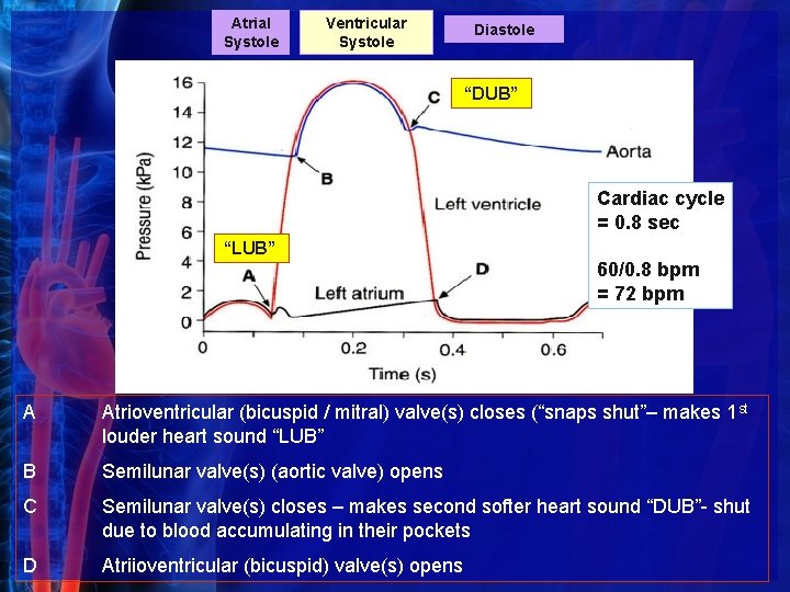 Atrial Systole Ventricular Systole Diastole “DUB” Cardiac cycle = 0. 8 sec “LUB” 60/0.