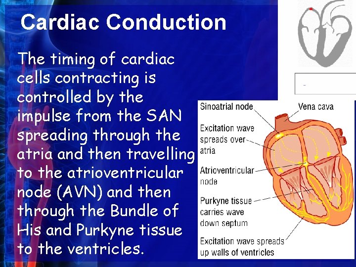 Cardiac Conduction The timing of cardiac cells contracting is controlled by the impulse from