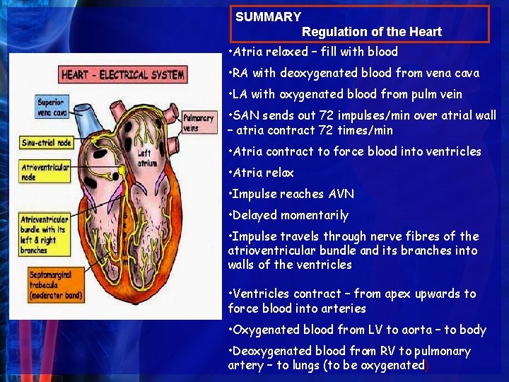 SUMMARY Regulation of the Heart • Atria relaxed – fill with blood • RA