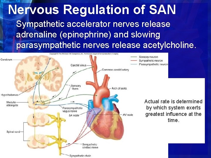 Nervous Regulation of SAN Sympathetic accelerator nerves release adrenaline (epinephrine) and slowing parasympathetic nerves