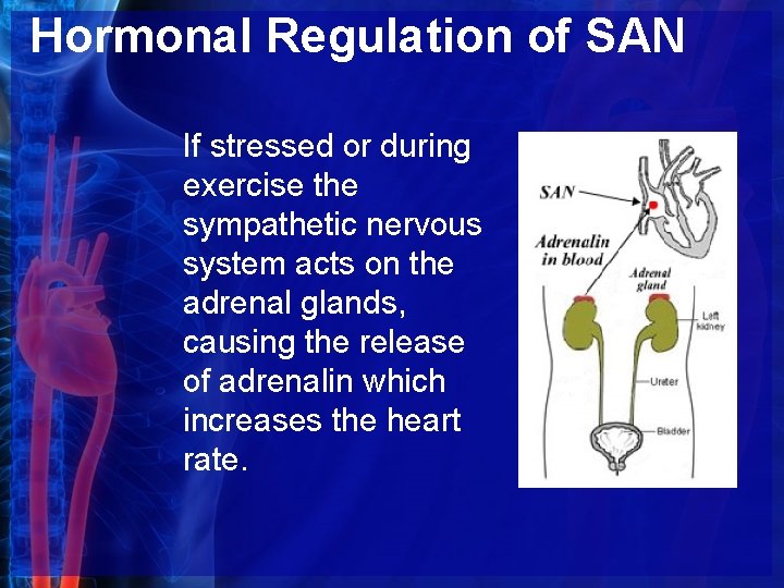 Hormonal Regulation of SAN If stressed or during exercise the sympathetic nervous system acts