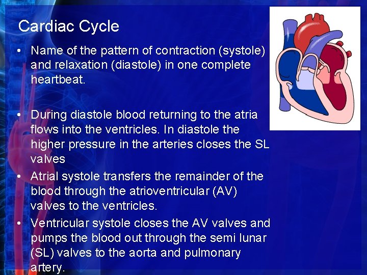 Cardiac Cycle • Name of the pattern of contraction (systole) and relaxation (diastole) in