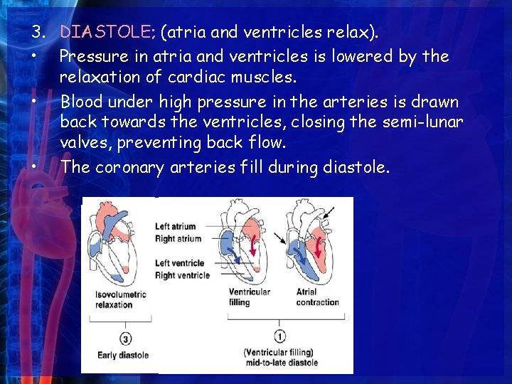 3. DIASTOLE; (atria and ventricles relax). • Pressure in atria and ventricles is lowered