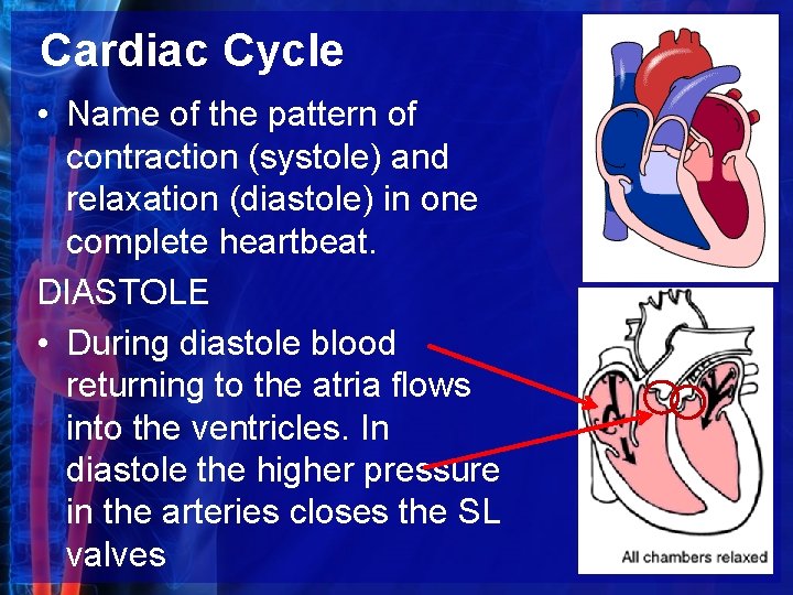 Cardiac Cycle • Name of the pattern of contraction (systole) and relaxation (diastole) in