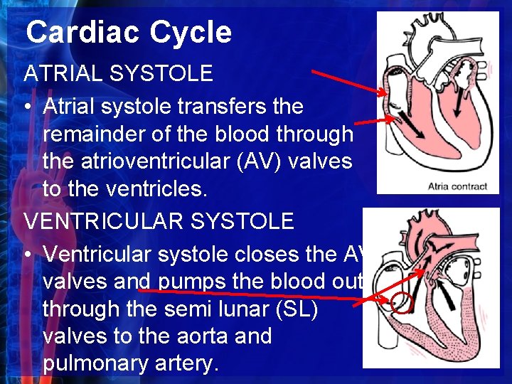 Cardiac Cycle ATRIAL SYSTOLE • Atrial systole transfers the remainder of the blood through