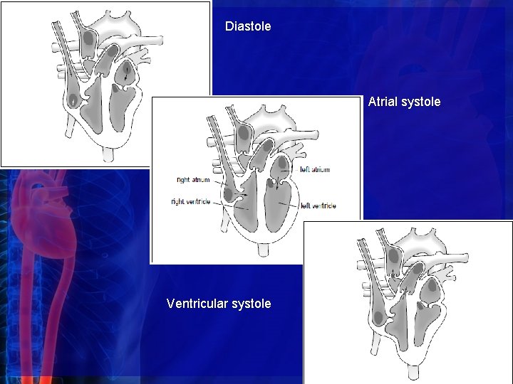 Diastole Atrial systole Ventricular systole 