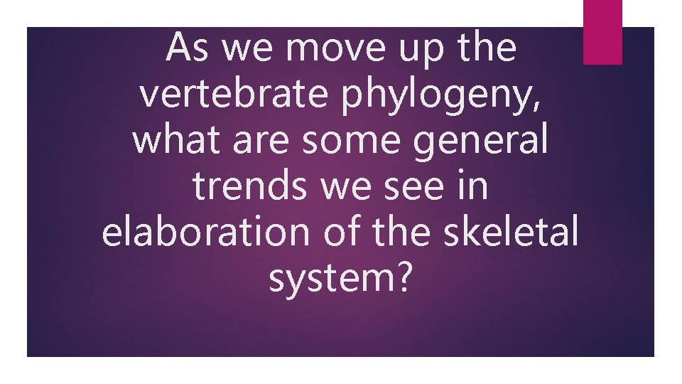 As we move up the vertebrate phylogeny, what are some general trends we see