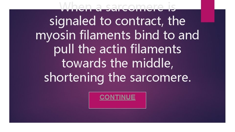 When a sarcomere is signaled to contract, the myosin filaments bind to and pull