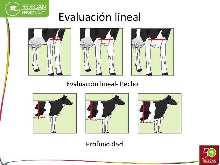 Evaluación lineal- Pecho Profundidad 