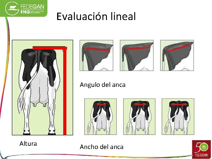 Evaluación lineal Angulo del anca Altura Ancho del anca 