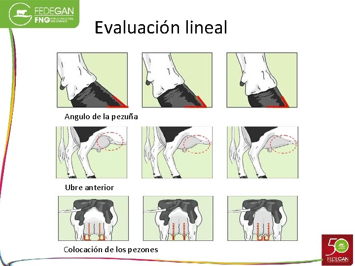 Evaluación lineal Angulo de la pezuña Ubre anterior Colocación de los pezones 