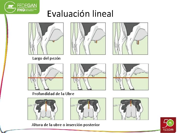 Evaluación lineal Largo del pezón Profundidad de la Ubre Altura de la ubre o