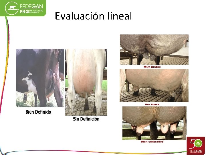 Evaluación lineal 