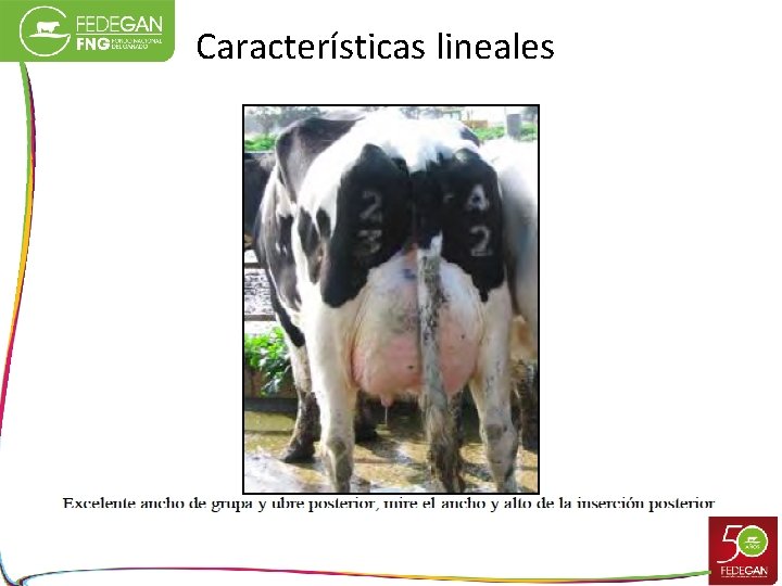 Características lineales 