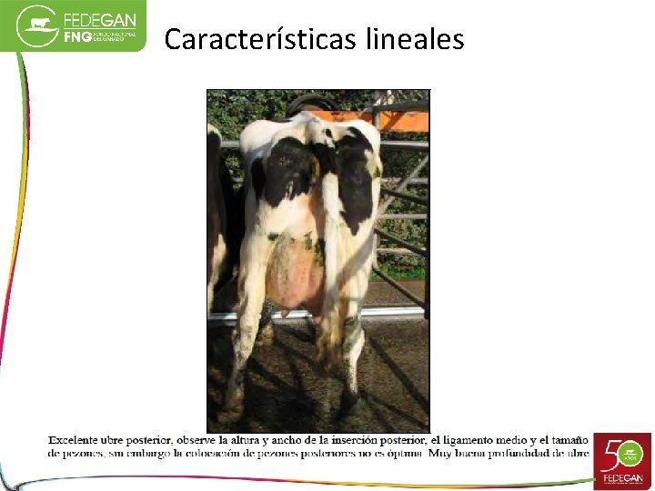 Características lineales 