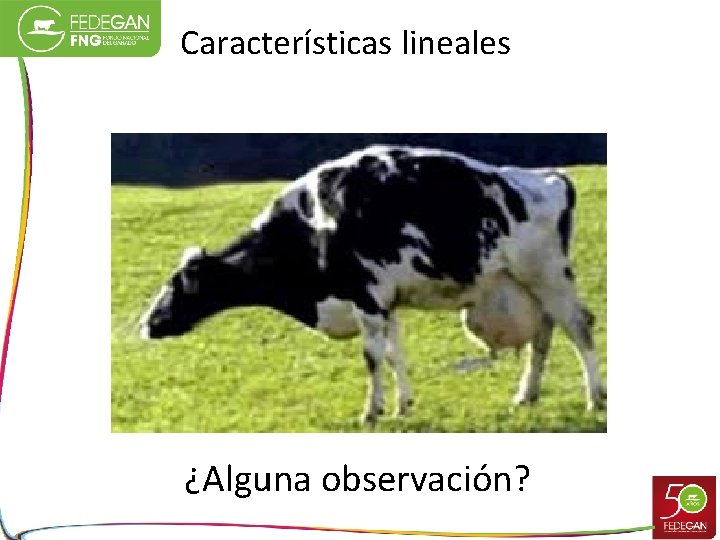 Características lineales ¿Alguna observación? 