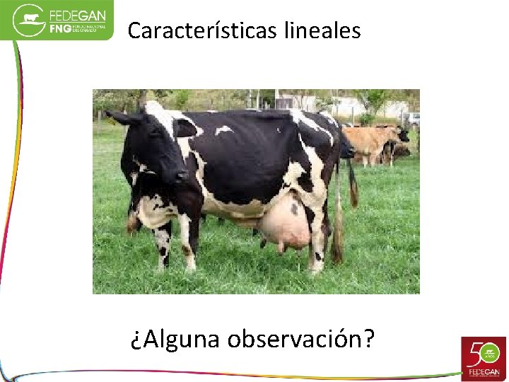 Características lineales ¿Alguna observación? 