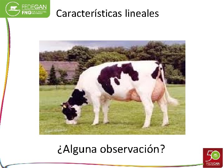 Características lineales ¿Alguna observación? 