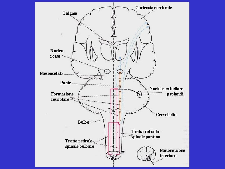 Corteccia cerebrale Talamo Nucleo rosso Mesencefalo Ponte Nuclei cerebellare profondi Formazione reticolare Cervelletto Bulbo Corteccia cerebrale Talamo Nucleo rosso Mesencefalo Ponte Nuclei cerebellare profondi Formazione reticolare Cervelletto Bulbo