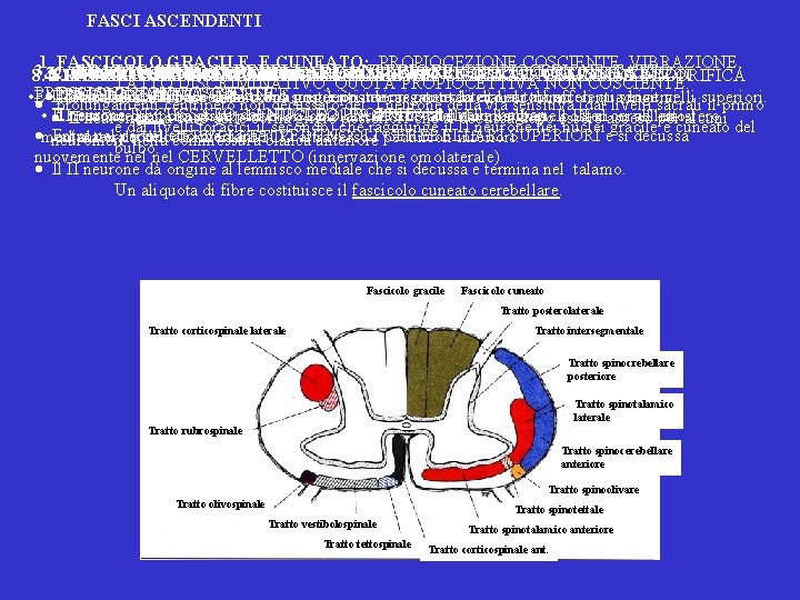 FASCI ASCENDENTI 1. FASCICOLO GRACILE E CUNEATO: PROPIOCEZIONE COSCIENTE, VIBRAZIONE, 3. TRATTO SPINOCEREBELLARE ANTERIORE: FASCI ASCENDENTI 1. FASCICOLO GRACILE E CUNEATO: PROPIOCEZIONE COSCIENTE, VIBRAZIONE, 3. TRATTO SPINOCEREBELLARE ANTERIORE: