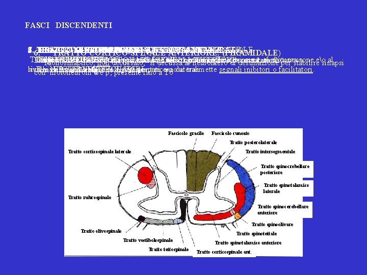 FASCI DISCENDENTI 4. TRATTO VESTIBOLO-SPINALE: EXTRAPIRAMIDALE - 1. TRATTO CORTICO SPINALE LATERALE: PIRAMIDALE 3. FASCI DISCENDENTI 4. TRATTO VESTIBOLO-SPINALE: EXTRAPIRAMIDALE - 1. TRATTO CORTICO SPINALE LATERALE: PIRAMIDALE 3.