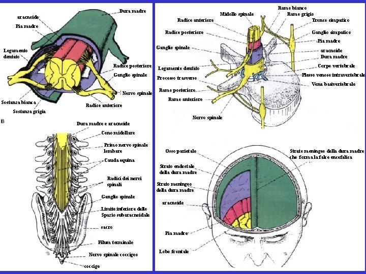 Dura madre aracnoide Midollo spinale Radice anteriore Ramo bianco Ramo grigio Tronco simpatico Pia Dura madre aracnoide Midollo spinale Radice anteriore Ramo bianco Ramo grigio Tronco simpatico Pia