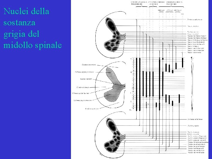 Nuclei della sostanza grigia del midollo spinale Nuclei della sostanza grigia del midollo spinale