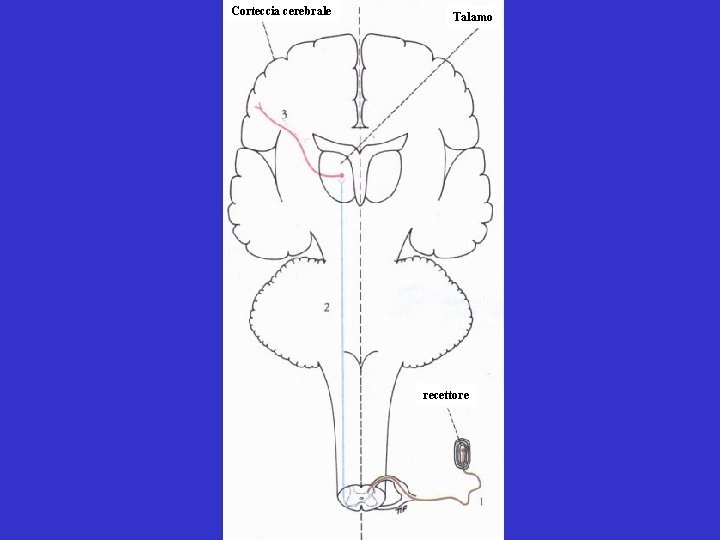 Corteccia cerebrale Talamo recettore Corteccia cerebrale Talamo recettore